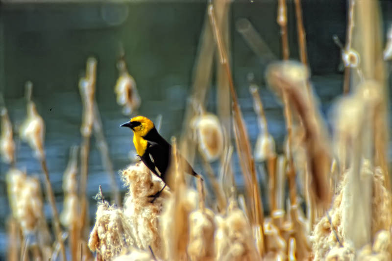 Yellow-headed Blackbird at the Marsh, 100 Mile House, BC